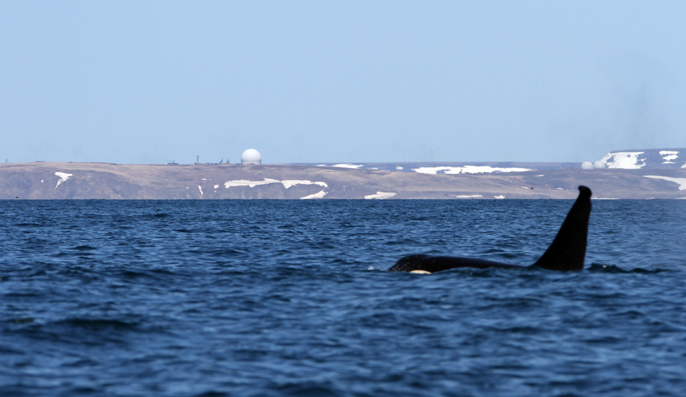 Научная группа по изучению китообразных Дальнего Востока завершила очередной этап исследований